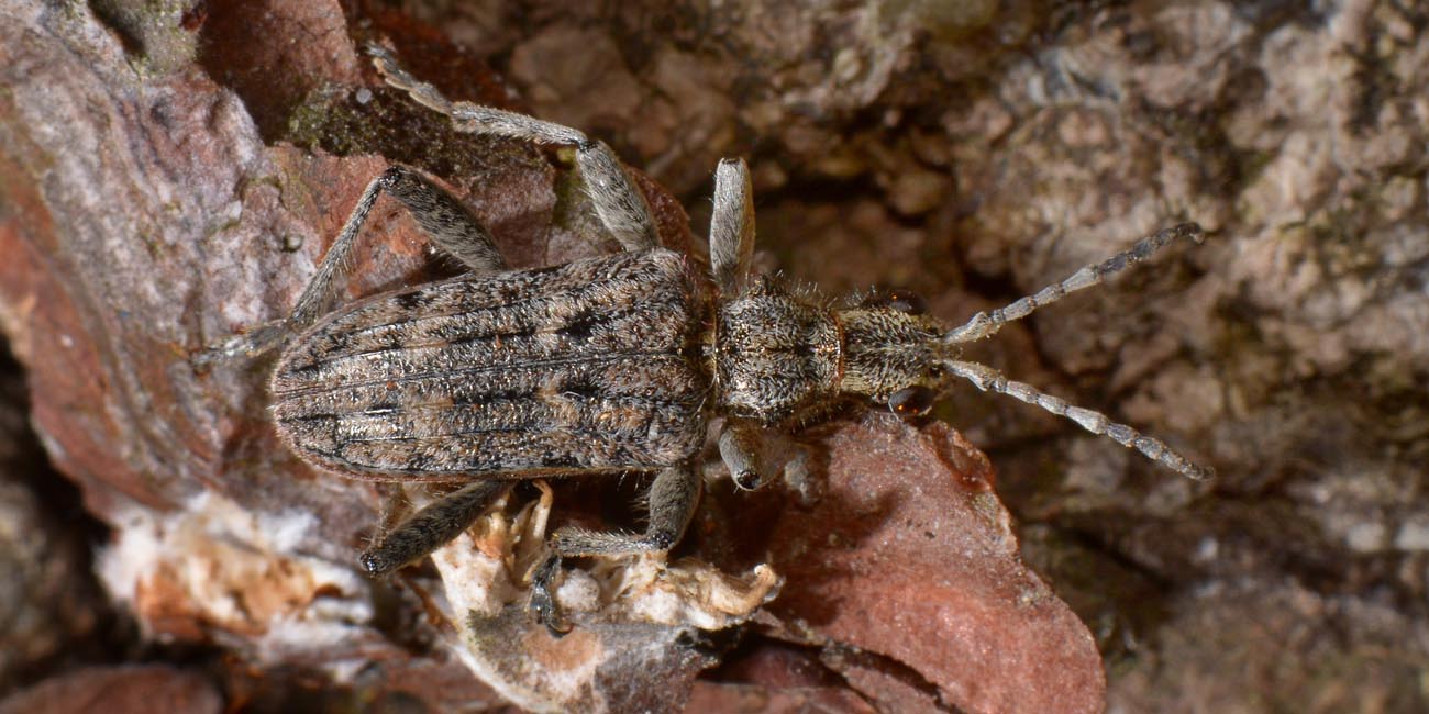 Cerambycidae: Rhagium inquisitor